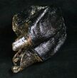 Large Woolly Rhino Molar - North Sea #8435-3